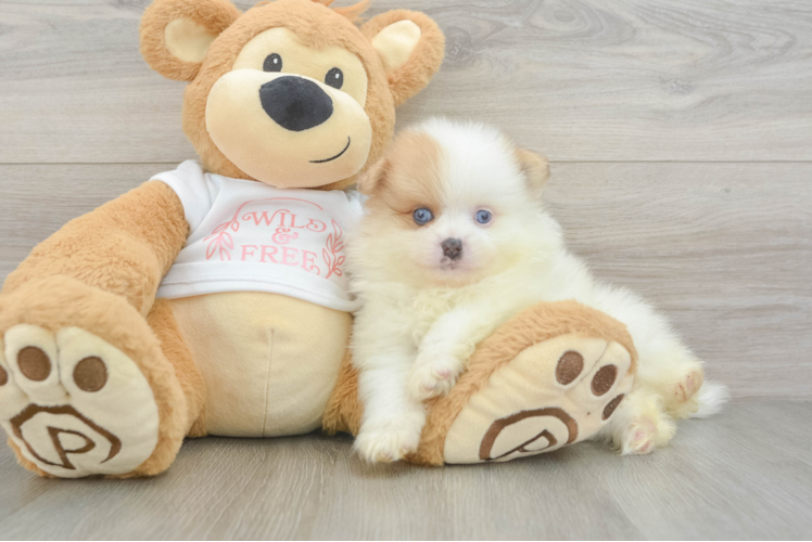Playful Pomeranian Baby
