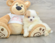 7 week old Pomeranian Puppy For Sale - Pilesgrove Pups
