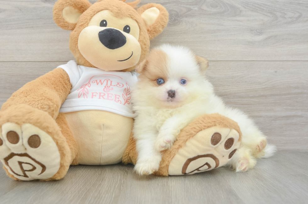 7 week old Pomeranian Puppy For Sale - Pilesgrove Pups