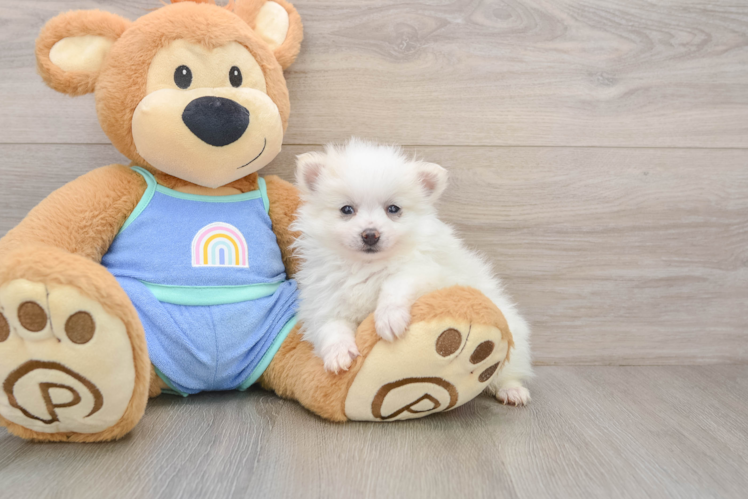 Smart Dwarf Spitz Purebred Puppy