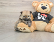 9 week old Pomeranian Puppy For Sale - Pilesgrove Pups
