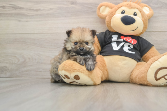 Friendly Pomeranian Purebred Pup