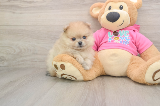 Funny Pomeranian Purebred Pup