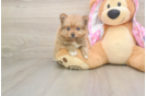 Best Pomeranian Baby