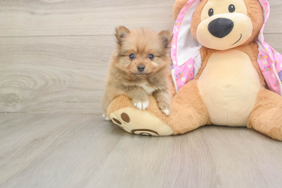 Best Pomeranian Baby
