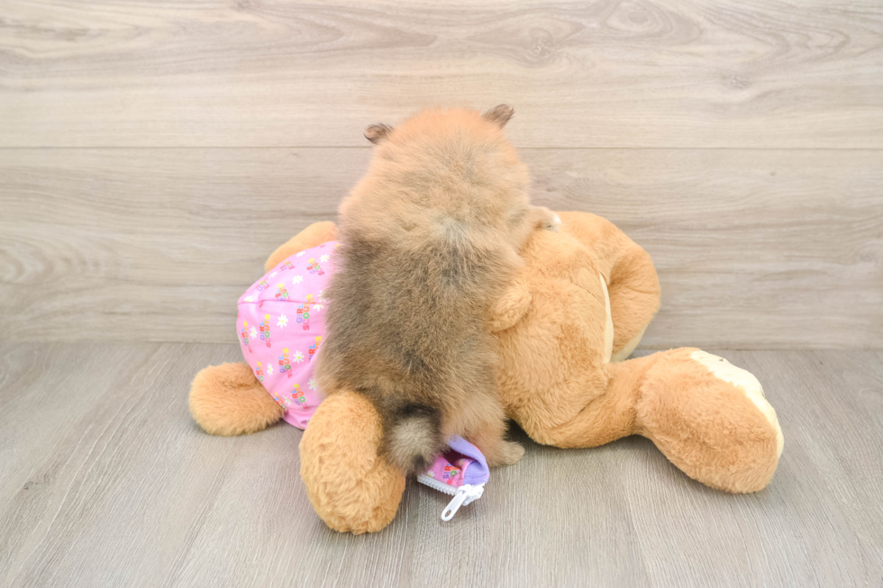 Pomeranian Pup Being Cute
