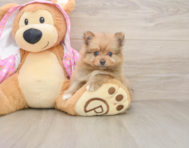 7 week old Pomeranian Puppy For Sale - Pilesgrove Pups