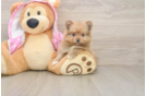 Playful Pomeranian Baby