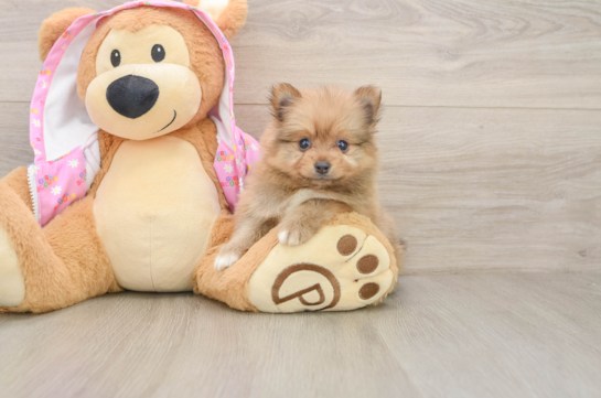 Playful Pomeranian Baby