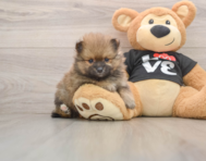 8 week old Pomeranian Puppy For Sale - Pilesgrove Pups