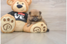 Friendly Pomeranian Purebred Pup
