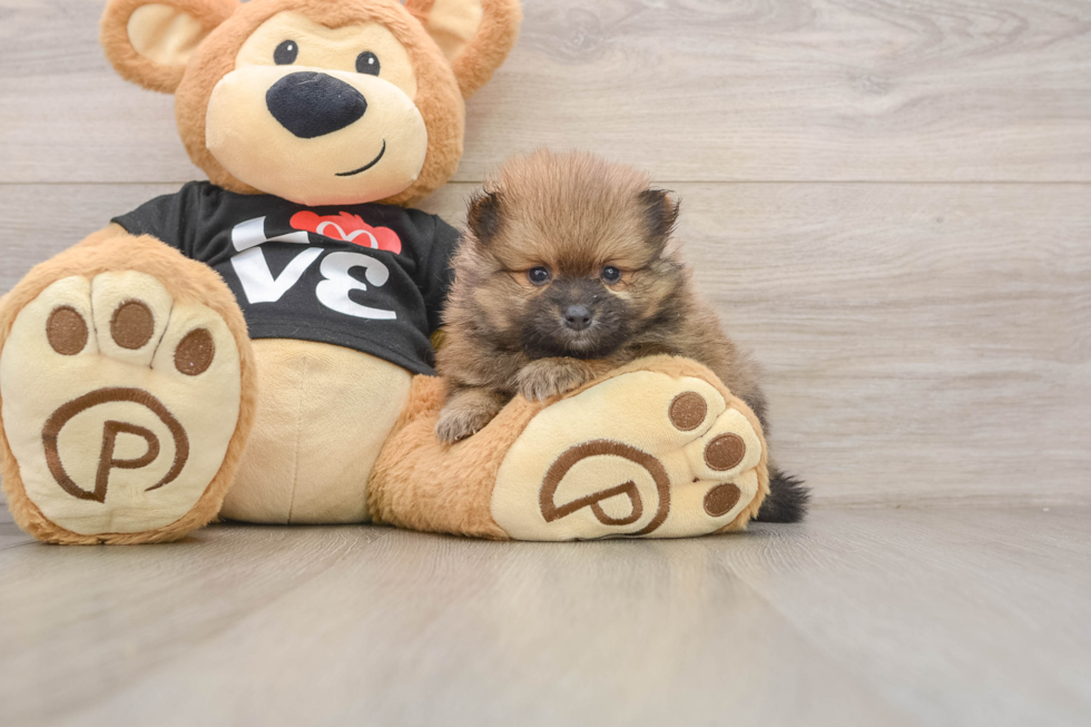 Friendly Pomeranian Purebred Pup