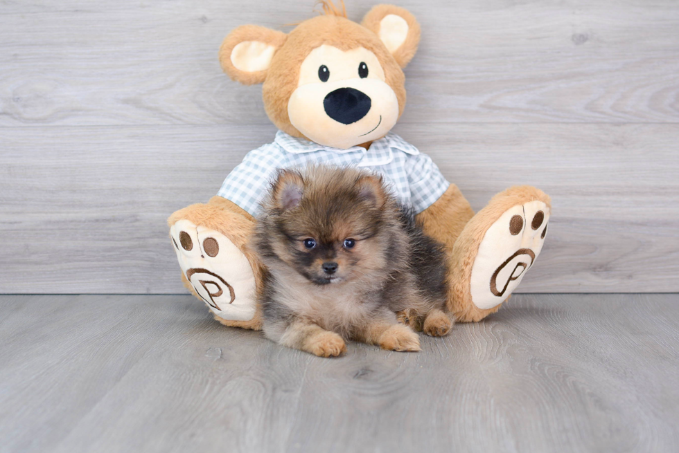 Energetic Dwarf Spitz Purebred Puppy