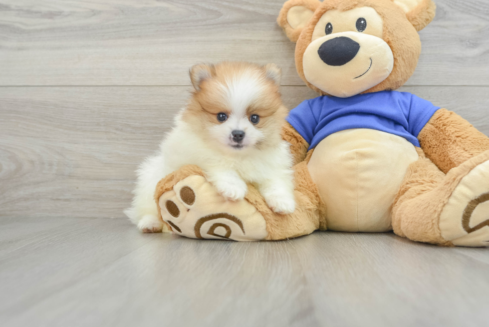 Best Pomeranian Baby