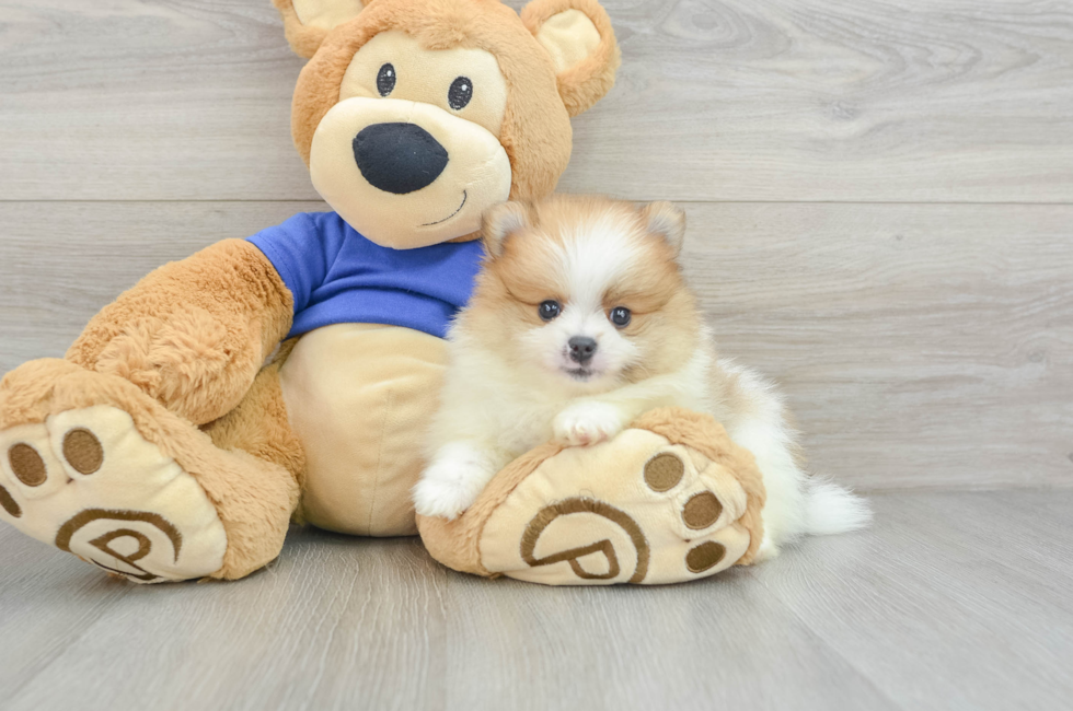 5 week old Pomeranian Puppy For Sale - Pilesgrove Pups