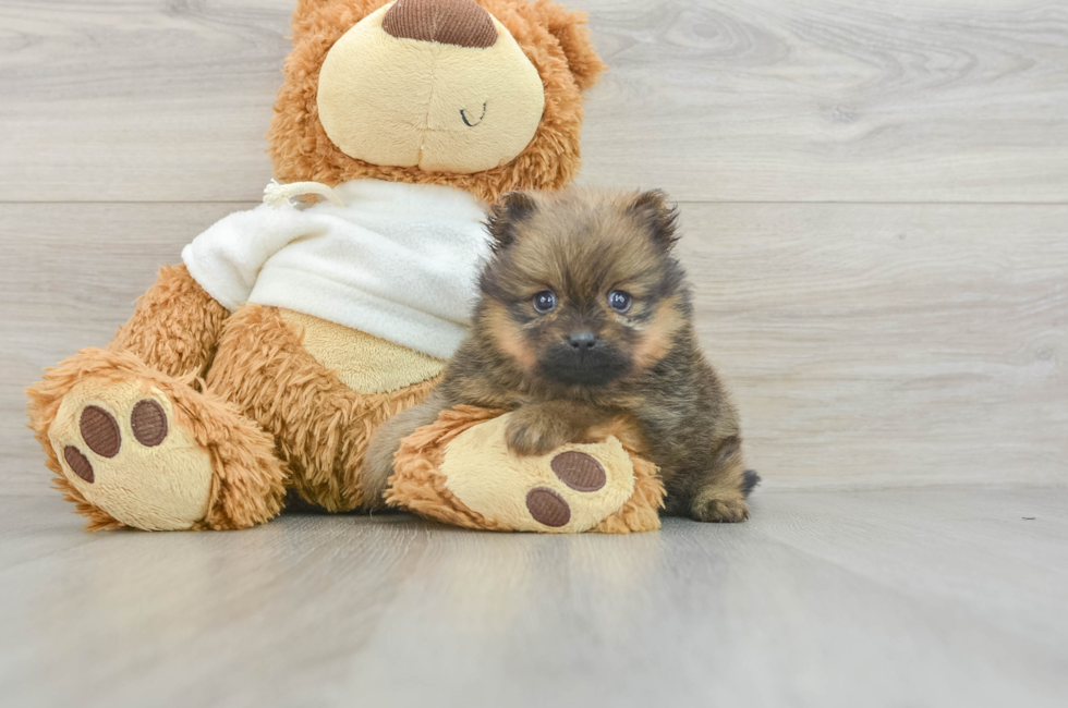 7 week old Pomeranian Puppy For Sale - Pilesgrove Pups