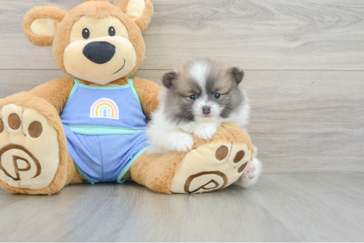 Funny Pomeranian Purebred Pup