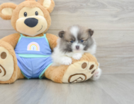 7 week old Pomeranian Puppy For Sale - Pilesgrove Pups