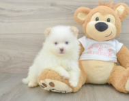 7 week old Pomeranian Puppy For Sale - Pilesgrove Pups