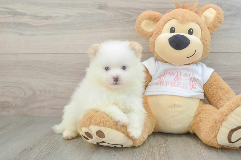7 week old Pomeranian Puppy For Sale - Pilesgrove Pups