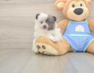 6 week old Pomeranian Puppy For Sale - Pilesgrove Pups