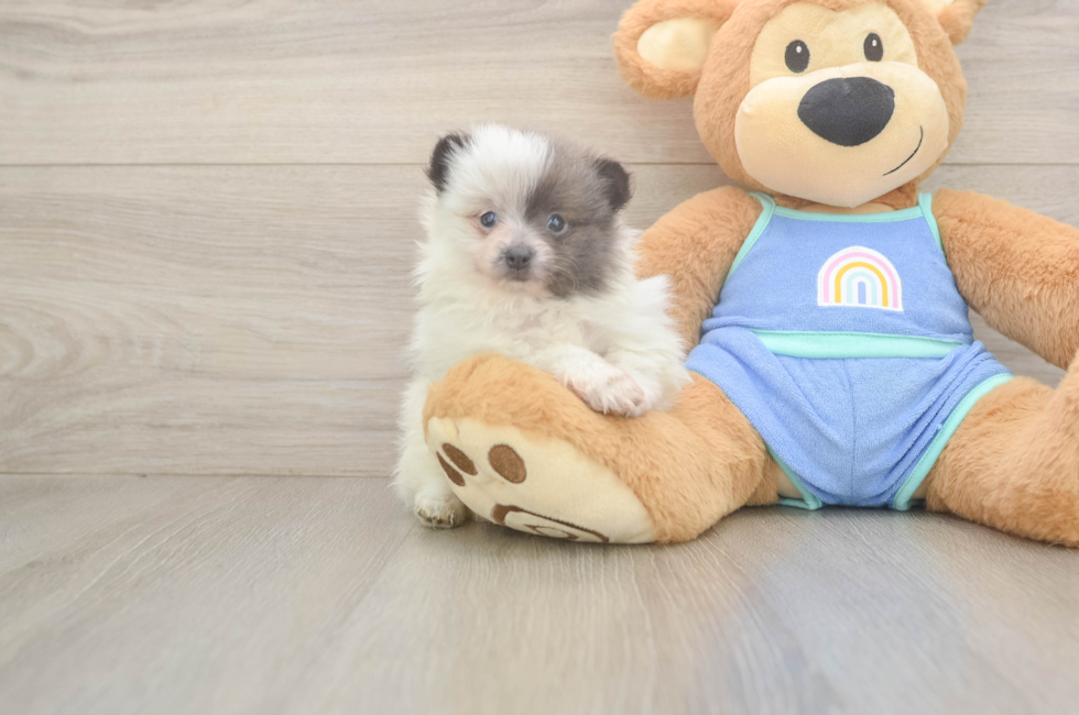 6 week old Pomeranian Puppy For Sale - Pilesgrove Pups