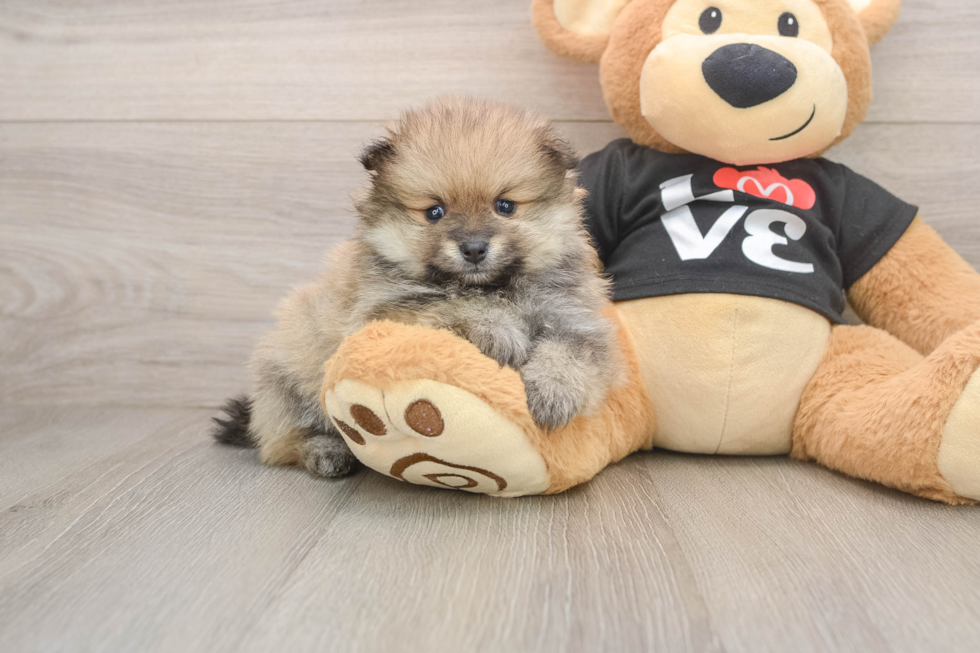 Fluffy Pom Pom Purebred Puppy