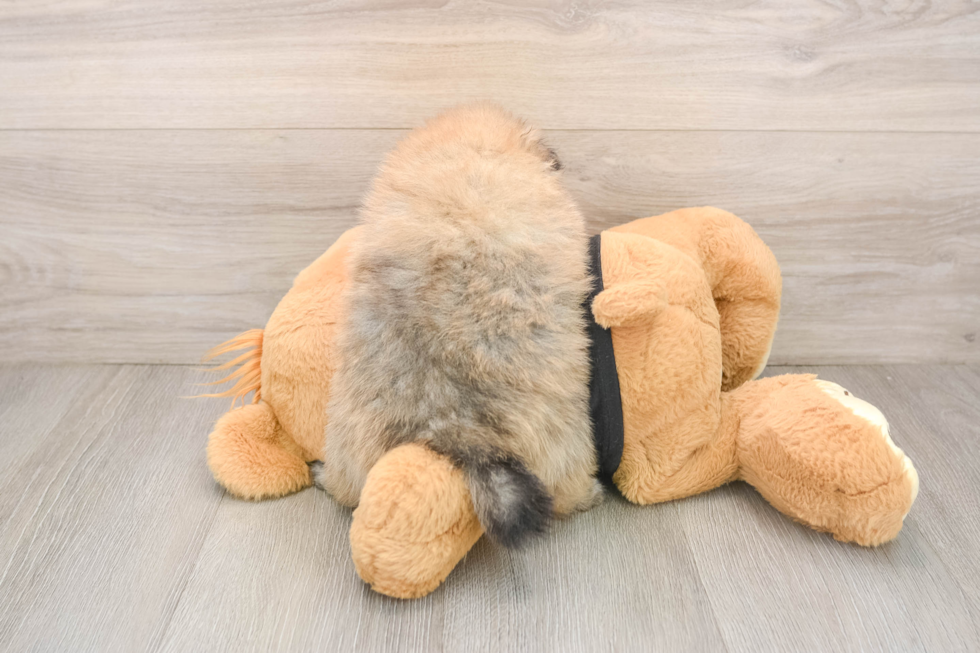 Hypoallergenic Pomeranian Baby