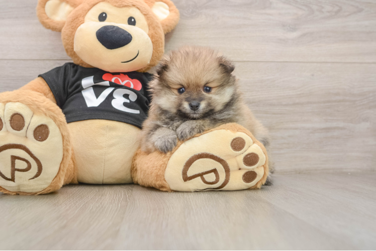 Best Pomeranian Baby