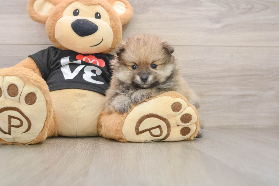 Best Pomeranian Baby