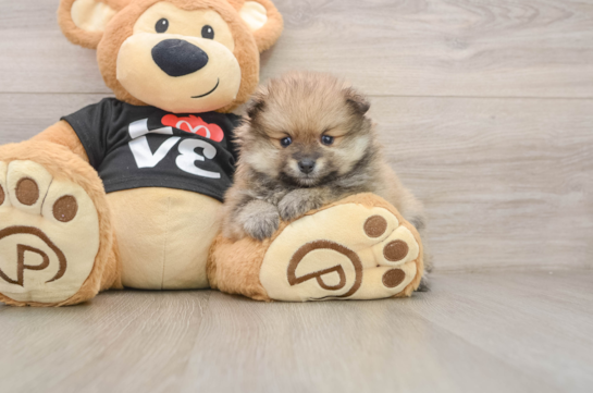 Best Pomeranian Baby