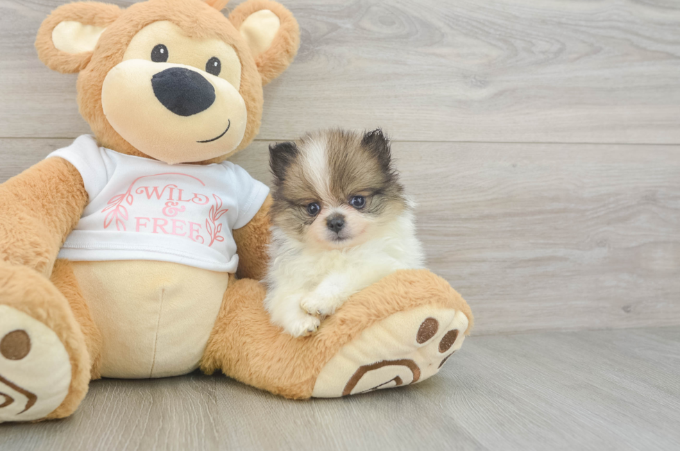 11 week old Pomeranian Puppy For Sale - Pilesgrove Pups