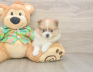 6 week old Pomeranian Puppy For Sale - Pilesgrove Pups