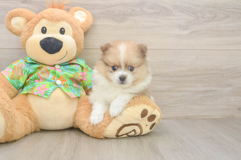 6 week old Pomeranian Puppy For Sale - Pilesgrove Pups