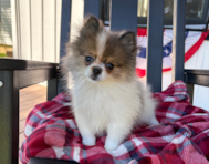13 week old Pomeranian Puppy For Sale - Pilesgrove Pups