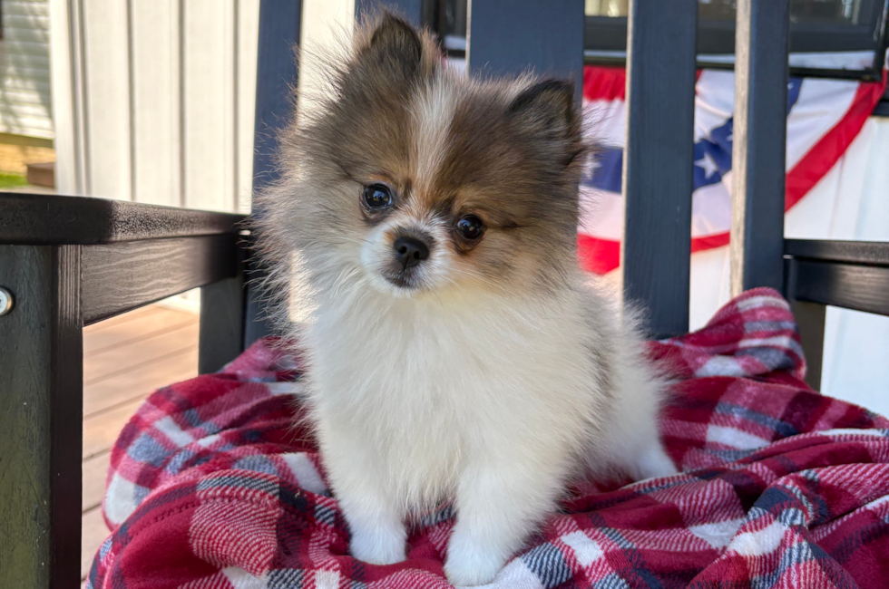 13 week old Pomeranian Puppy For Sale - Pilesgrove Pups