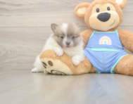 6 week old Pomeranian Puppy For Sale - Pilesgrove Pups