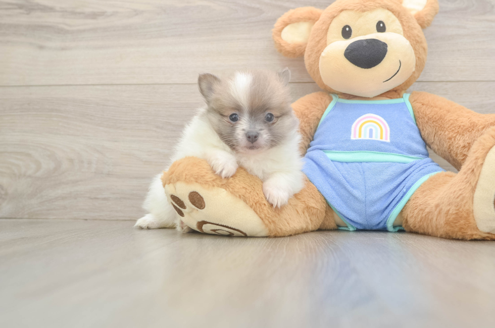 6 week old Pomeranian Puppy For Sale - Pilesgrove Pups
