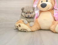 7 week old Pomeranian Puppy For Sale - Pilesgrove Pups