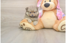 Petite Loulou Purebred Puppy