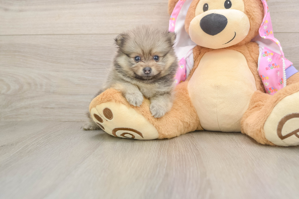 Petite Loulou Purebred Puppy