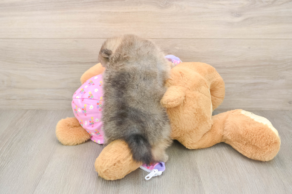 Pomeranian Pup Being Cute