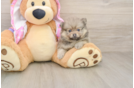 Popular Pomeranian Purebred Pup