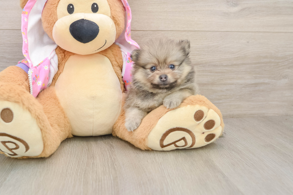 Popular Pomeranian Purebred Pup
