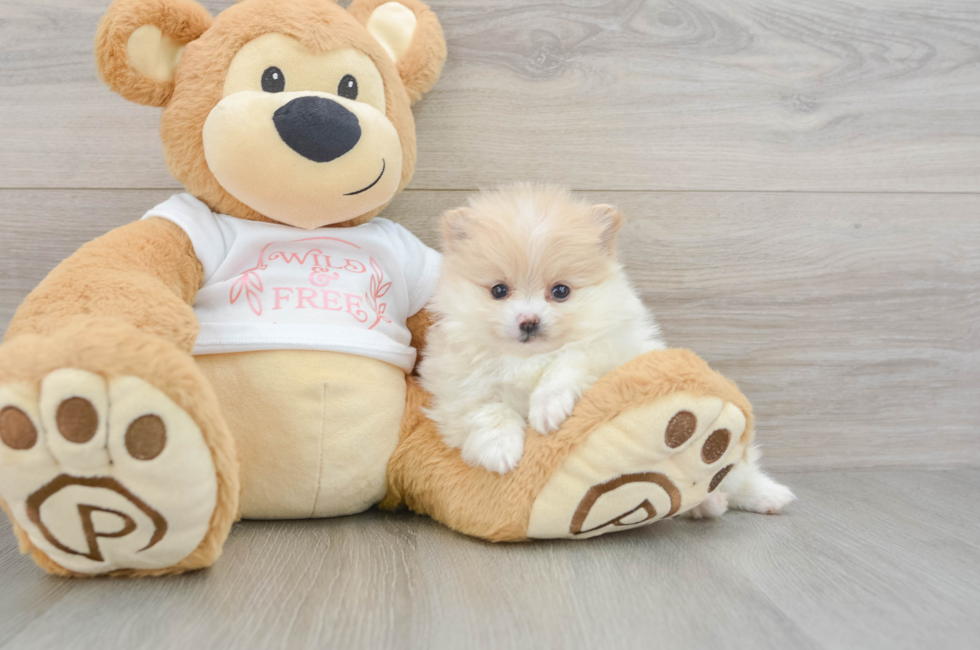 5 week old Pomeranian Puppy For Sale - Pilesgrove Pups
