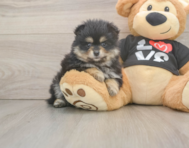 5 week old Pomeranian Puppy For Sale - Pilesgrove Pups
