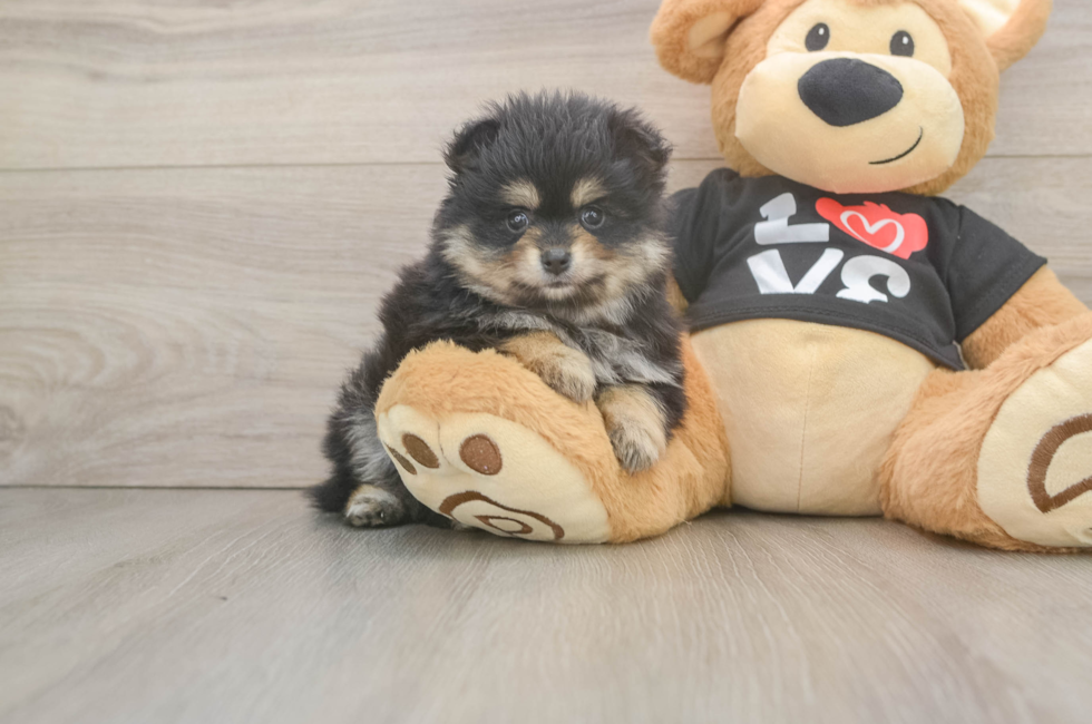 5 week old Pomeranian Puppy For Sale - Pilesgrove Pups