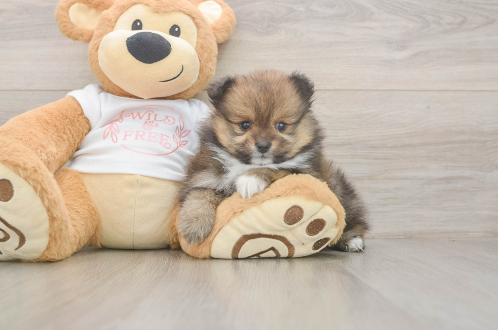 7 week old Pomeranian Puppy For Sale - Pilesgrove Pups