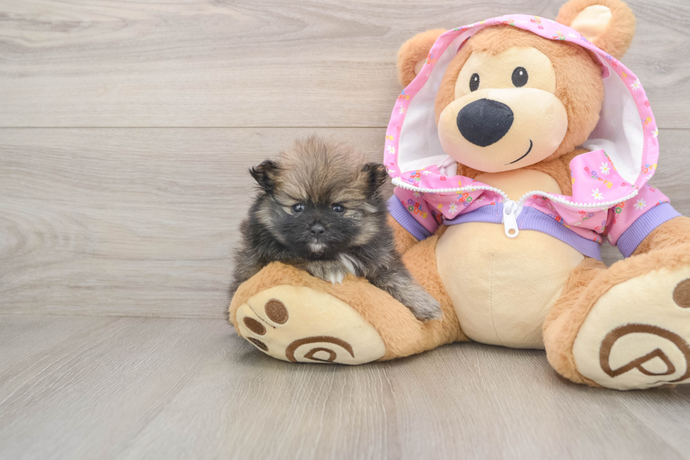 Pomeranian Pup Being Cute
