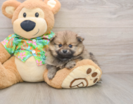 5 week old Pomeranian Puppy For Sale - Pilesgrove Pups